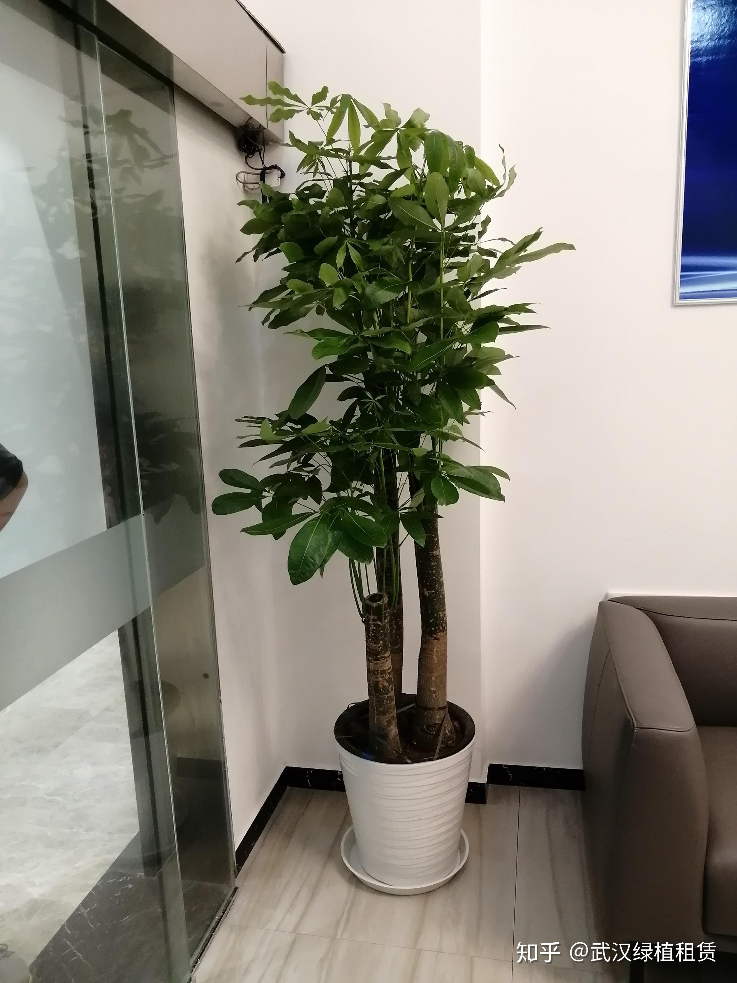 公司前台摆放什么植物(篇章一)——武汉绿丛园林
