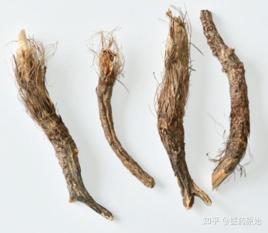 带你识别紫花前胡 - 知乎