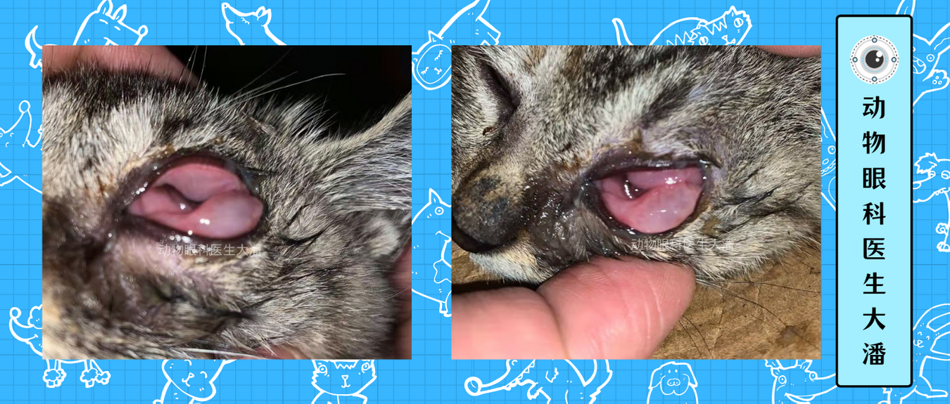 猫鼻支这个病可大可小正确治疗很快就好