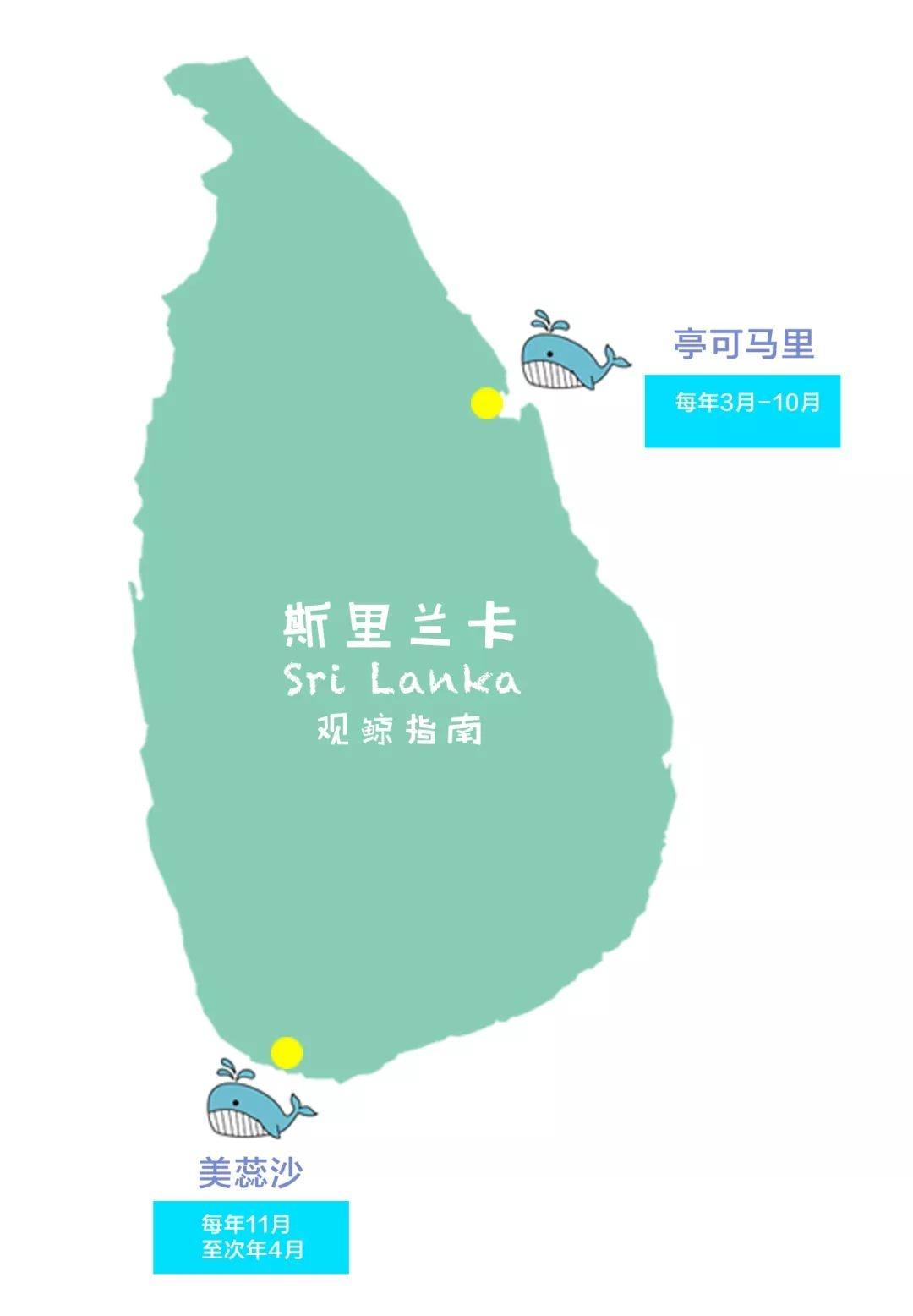 斯里兰卡 | 又到一年一会的时间,来场"鲸动人心"的见面吧 - 知乎