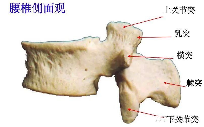 容納馬尾和神經根椎間孔:大,但神經根受壓風險增加橫突:比胸椎小棘突