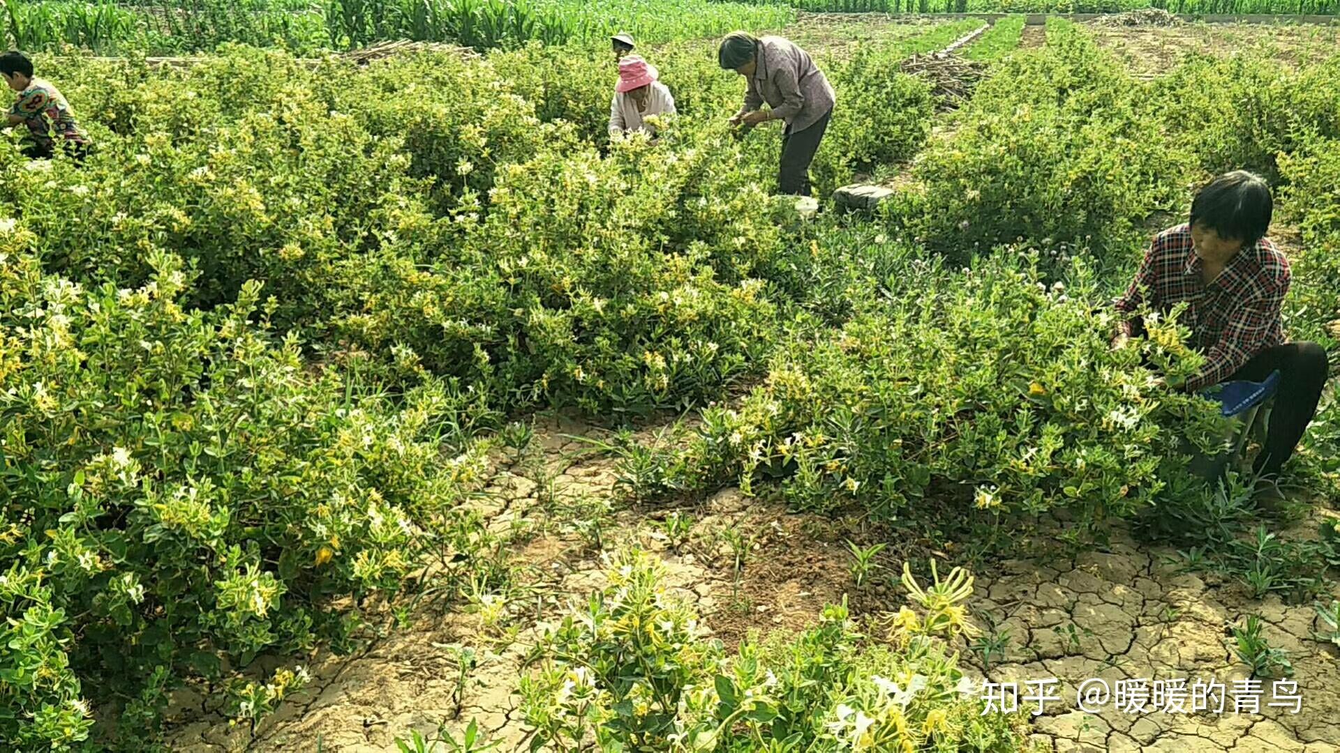 金花三号金银花种苗因为我们这个品种是经过科技改良的,花期长达20