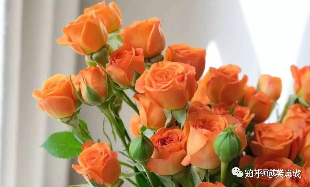 橙色芭比 | 太阳的颜色,橙色多头玫瑰的最新代表