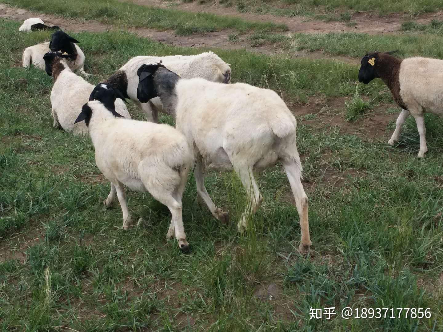 中国优良的羊品种有哪些？有4种绵羊和4种山羊，收益颇丰