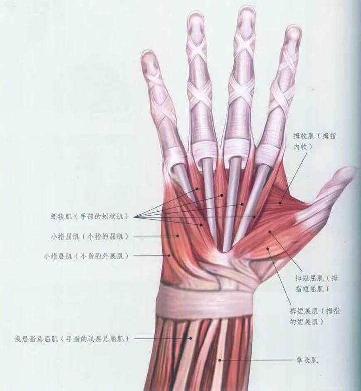 详细肌肉拉伸教程四 手部拉伸 知乎