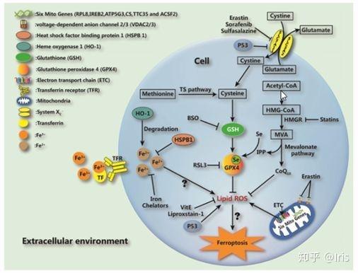 胞间相互作用揭示癌症细胞通过nf2 Yap信号铁死亡 知乎