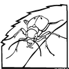 虎甲