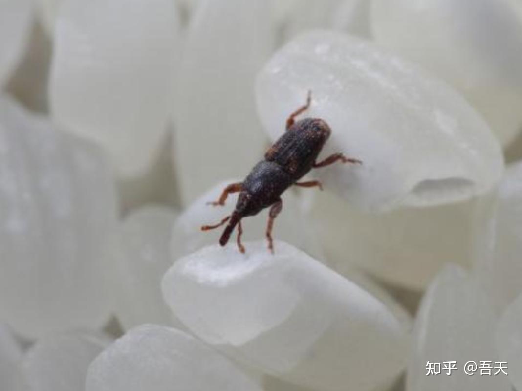 黑色小蟲 家中無緣無故出現米粒大小黑色硬殼小蟲，這是什麼蟲？ – Zzkvs