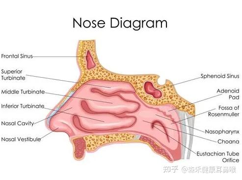 鼻腔黏膜薄图片