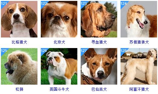 178种狗狗品种大全,原来按体型智商都是这么分! - 知乎
