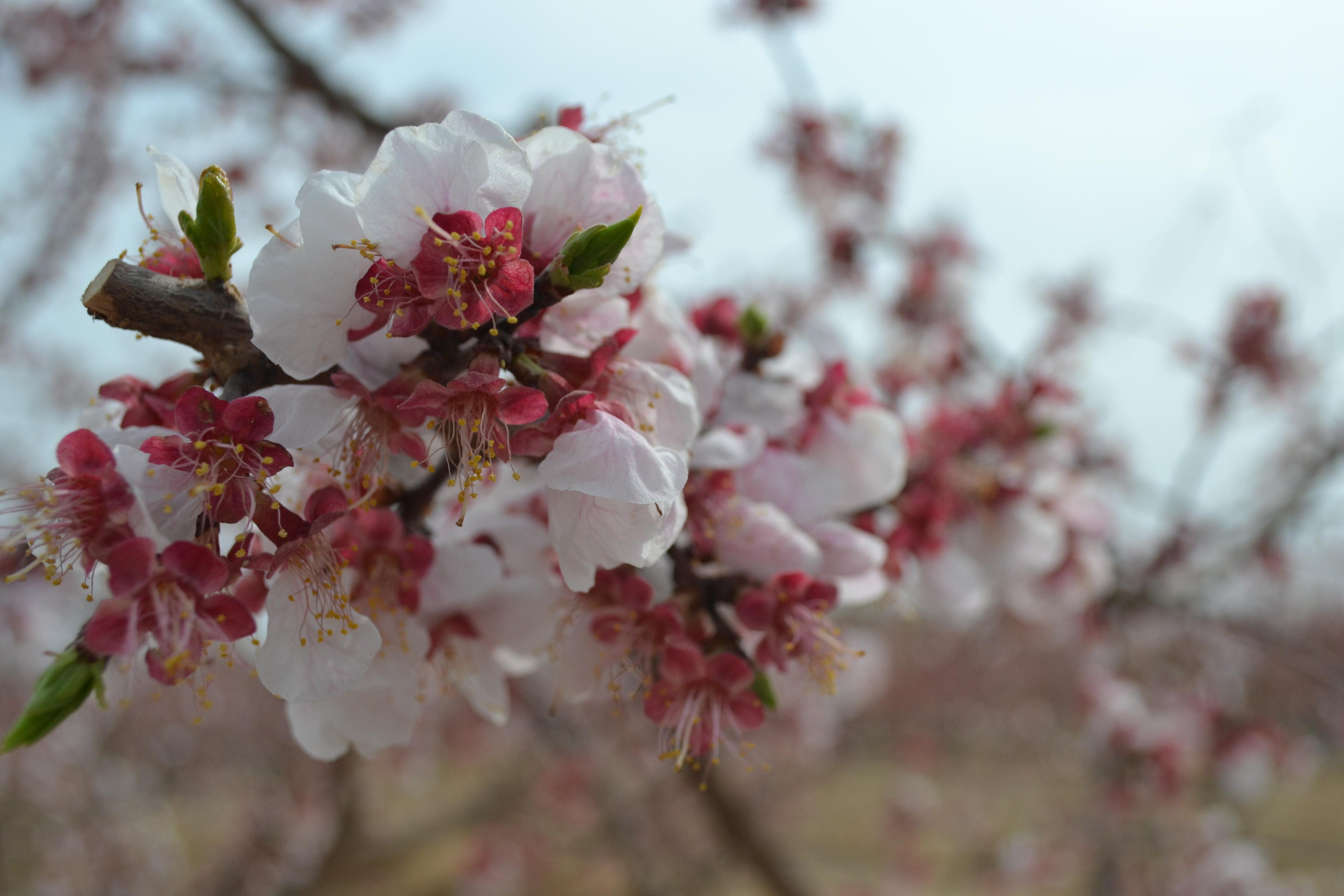 图说新疆——托克逊杏花节