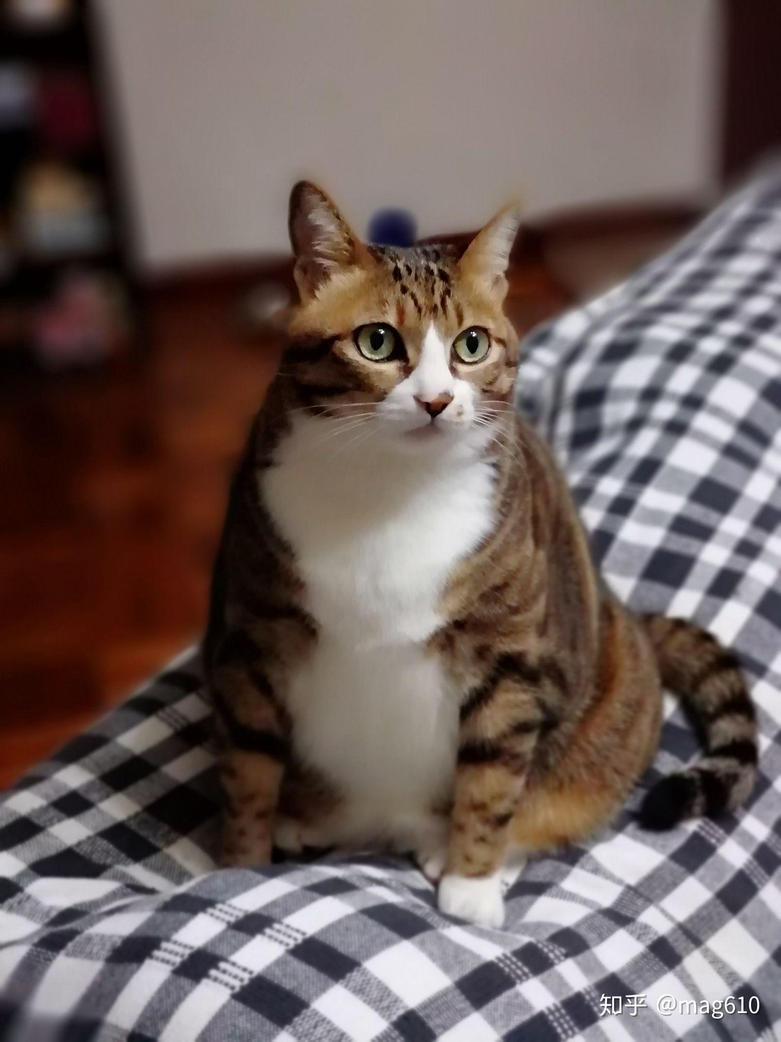 中国狸花猫有什么优缺点呢？ - 知乎