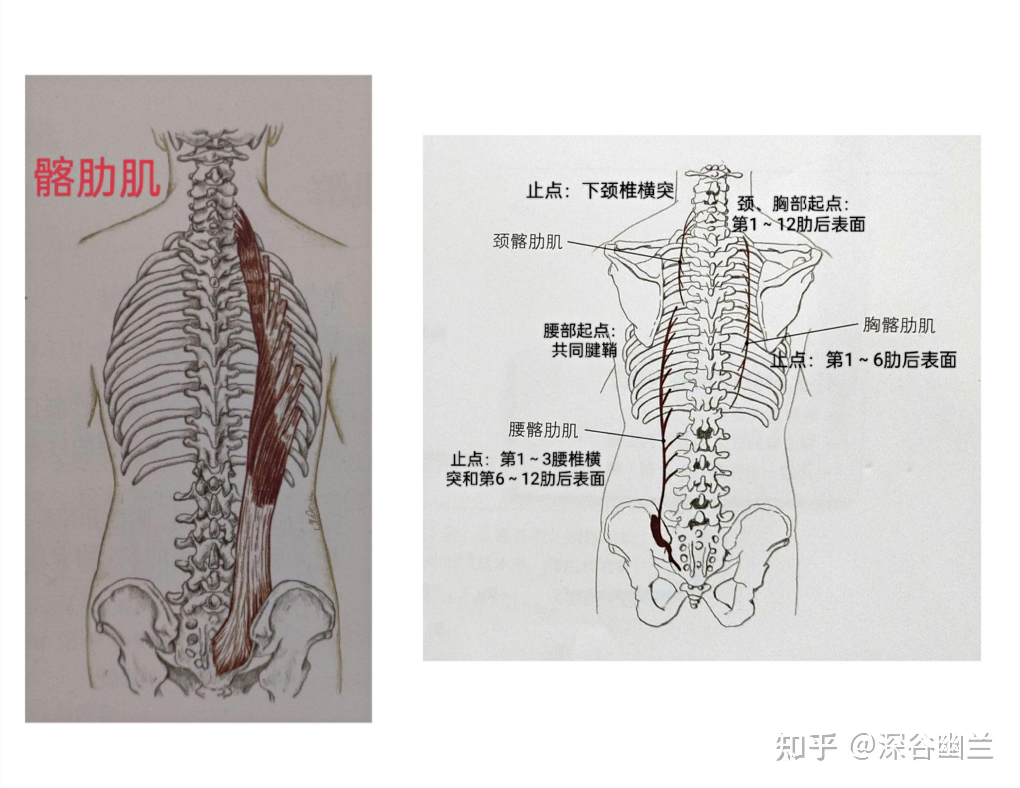 髂肋肌(兩邊),使脊柱後伸的肌肉有最長肌(兩邊),髂肌(起點固定).