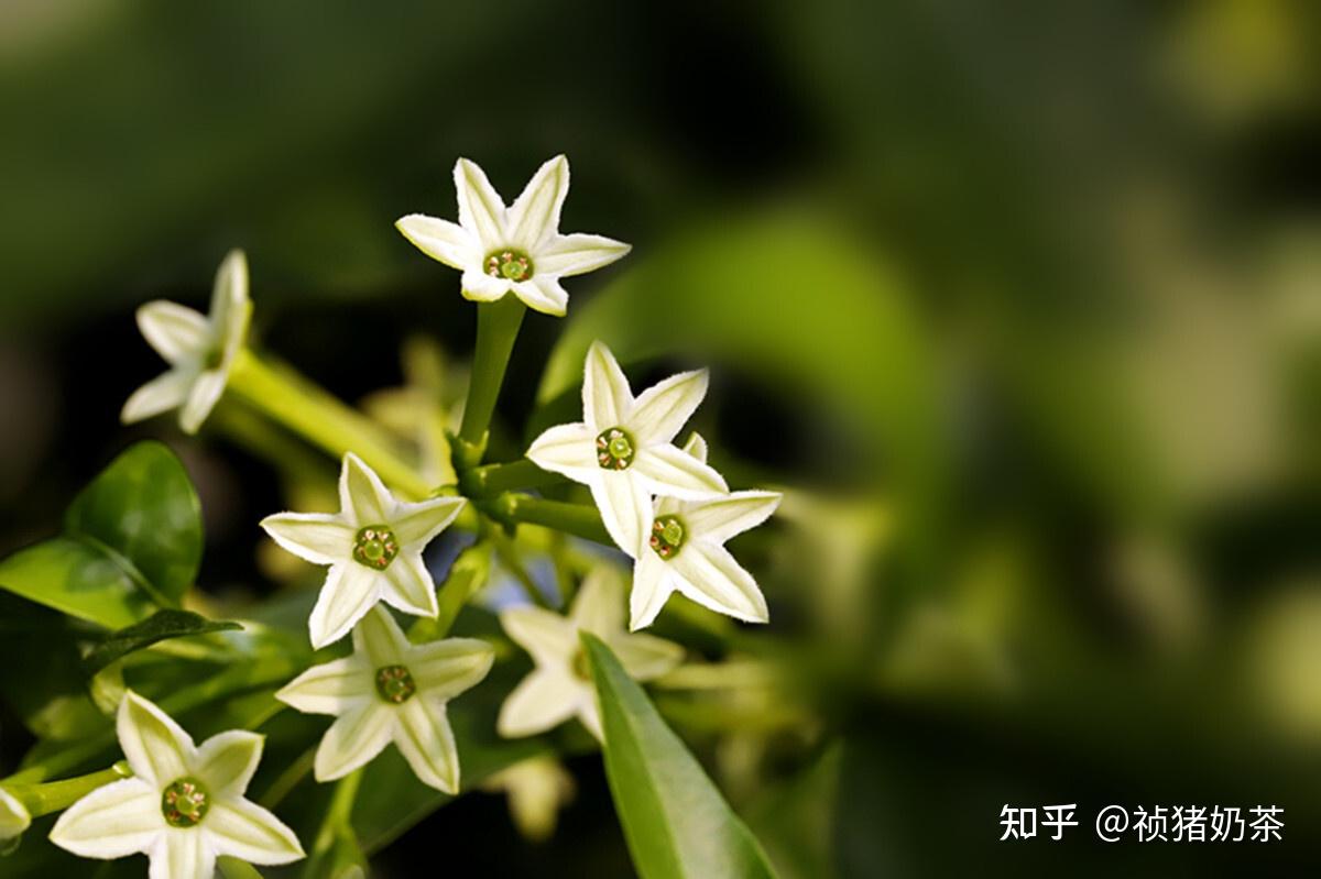 有哪些花是晚上盛开的？ - 知乎