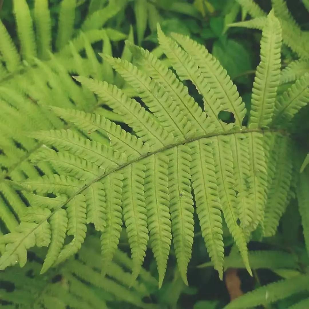 古老的精灵蕨类植物 植物印象馆no 0003 知乎