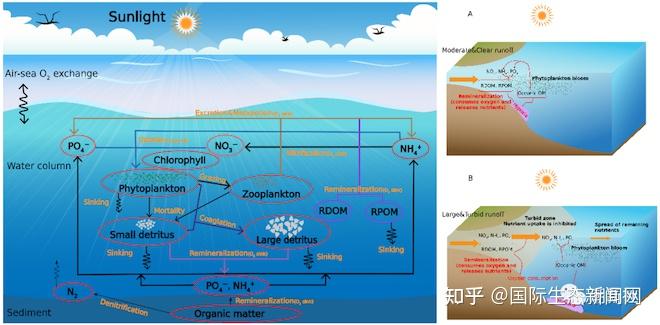 陸源有機質近海脫氧的隱形兇手