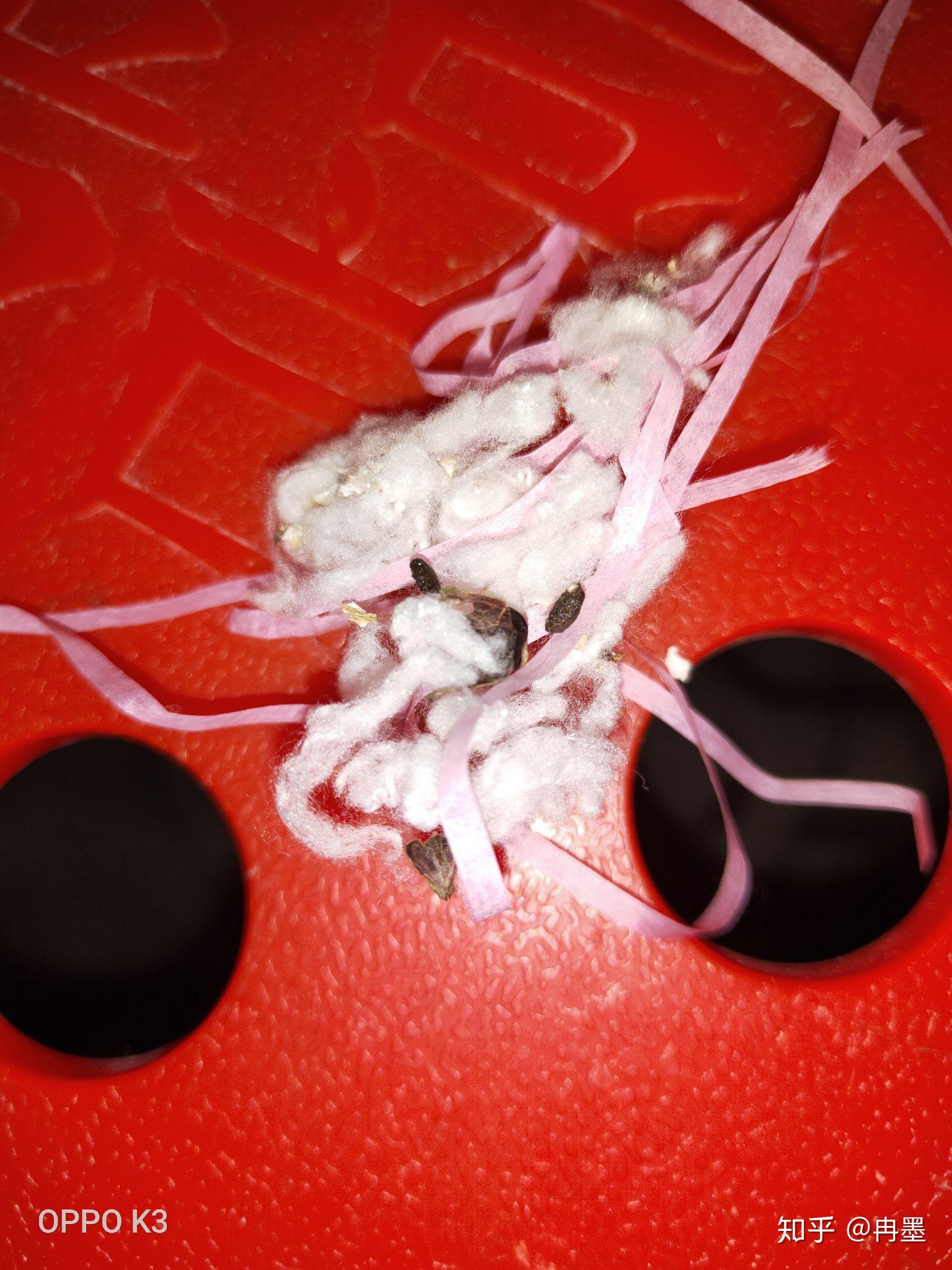 仓鼠好像拉肚子了怎么办