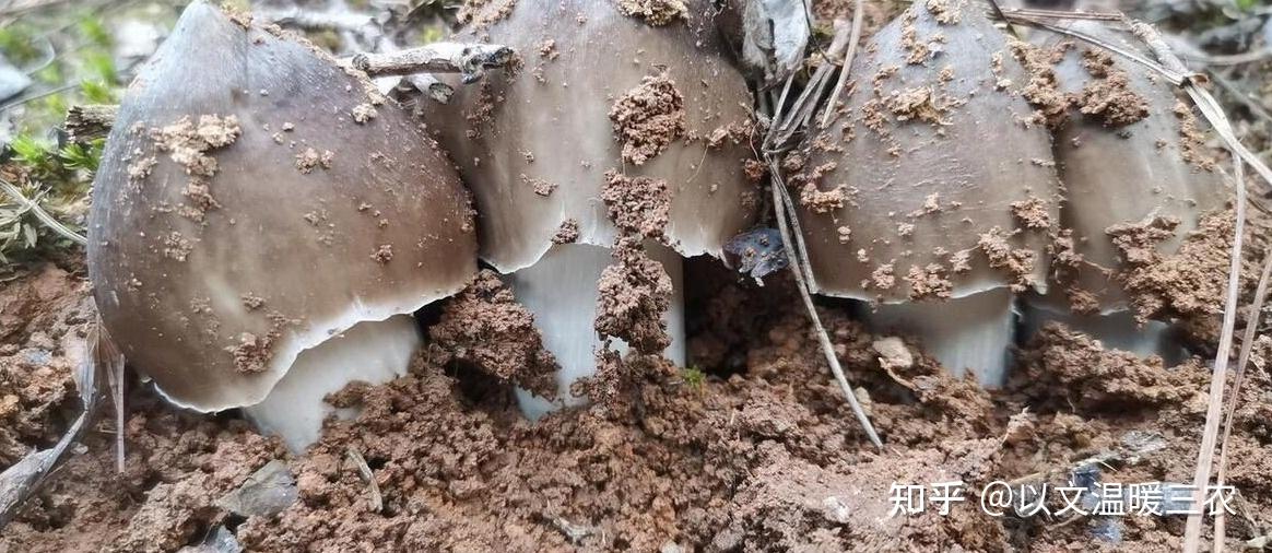 近段时间正是鸡枞出土季节,掌握了找鸡枞的方法,你也能找到它? - 知乎