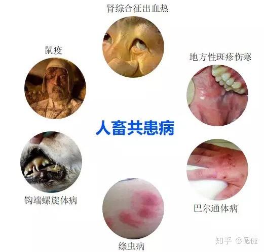 跳蚤携带多种传染病,如鼠疫,绦虫病,地方性斑疹伤寒,钩端螺旋体病等