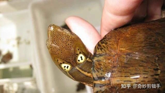 眼斑水龟假眼饰纹的多样性