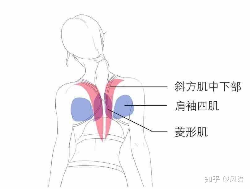 大圓肌和背闊肌極其重要,如何練大練強這兩塊肌肉直接影響