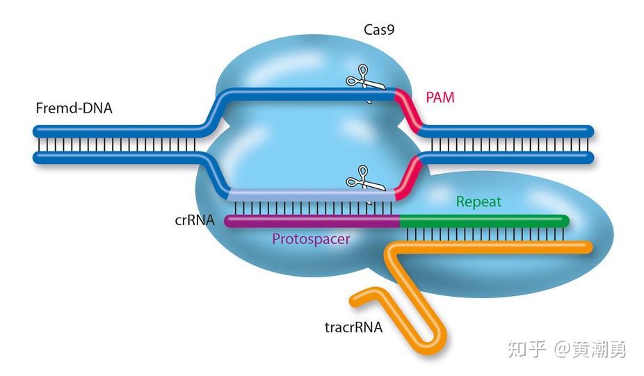 终于等来了！CRISPR/Cas9基因编辑方法总结（一） - 知乎