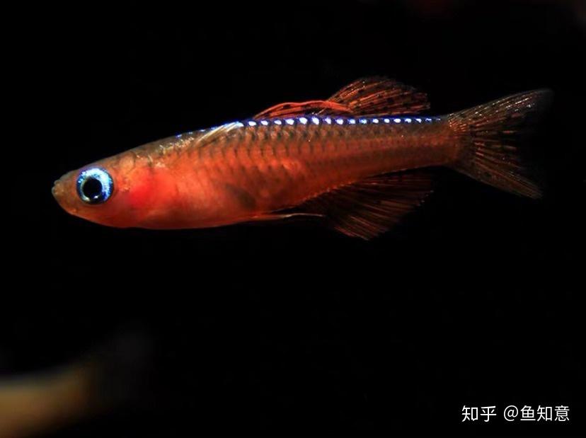 小型观赏鱼橘色燕子