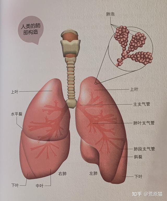 肺的分叶和分段详细图图片