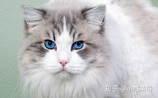 猫感染传腹 Fip 后症状是怎样的 知乎