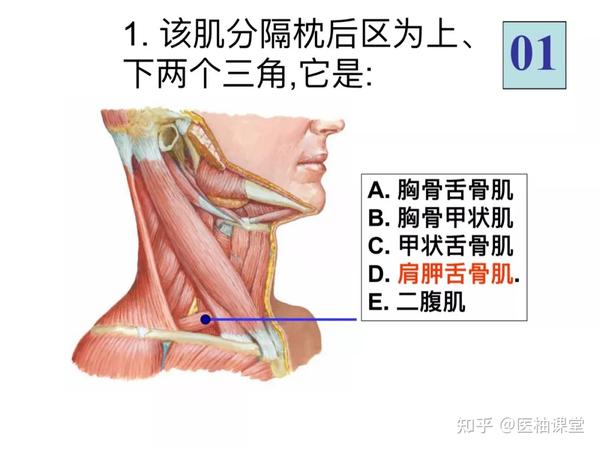 絶対的存在へ。手放せない極上 解剖学 トッドガルシア 肉眼解剖DVD