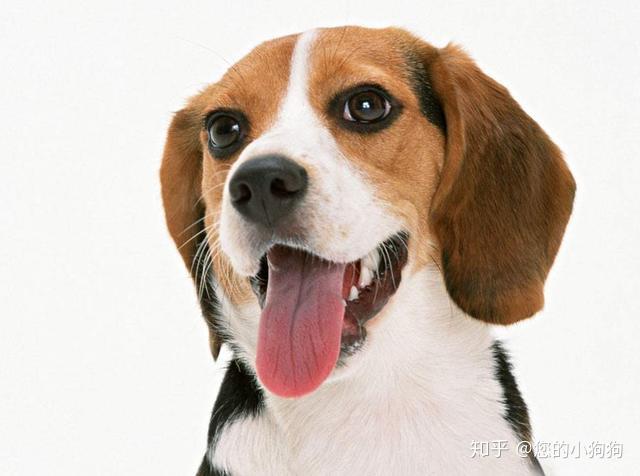 如何给狗狗输液 v2-dbab8a2a9fe6d5d7e5f4e1a3388aafd2_r.jpg