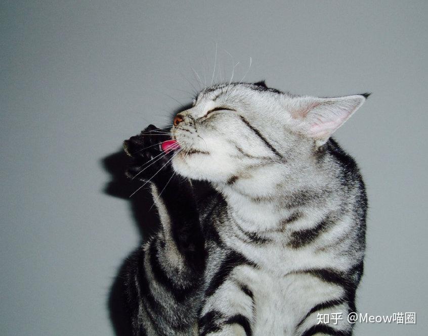 猫咪得了牙结石,有没有简单易行的治疗方法?