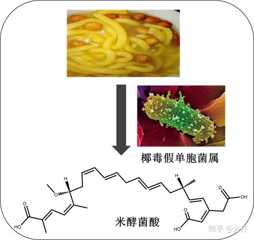 并对该毒素的理化性质和致毒机制进行了大量研究,近年来米酵菌酸又