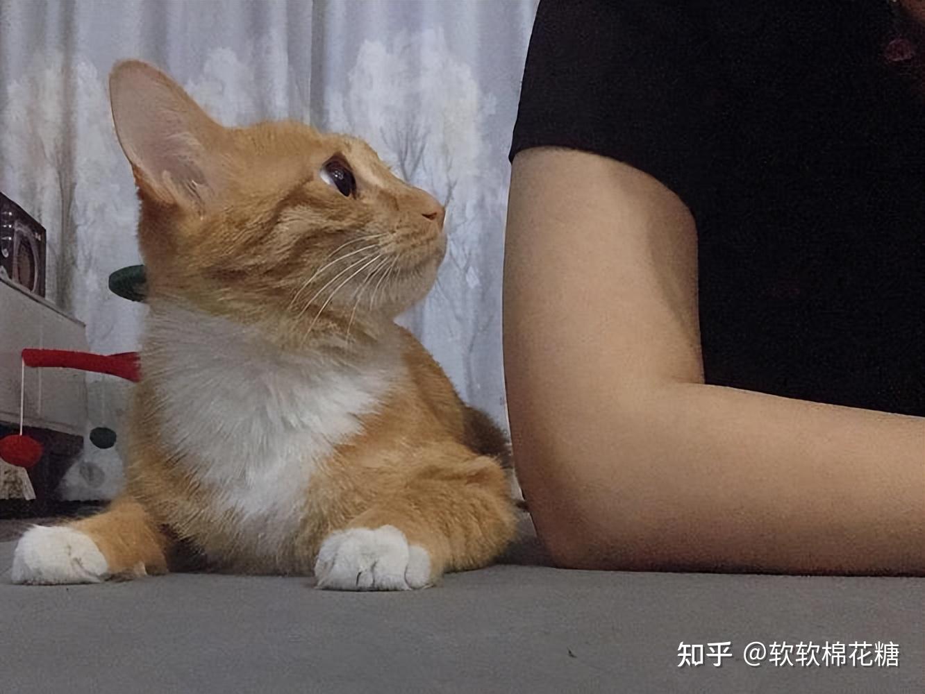 我居然把猫咪“室内圈养”起来了?此“圈养”非彼圈养! - 知乎