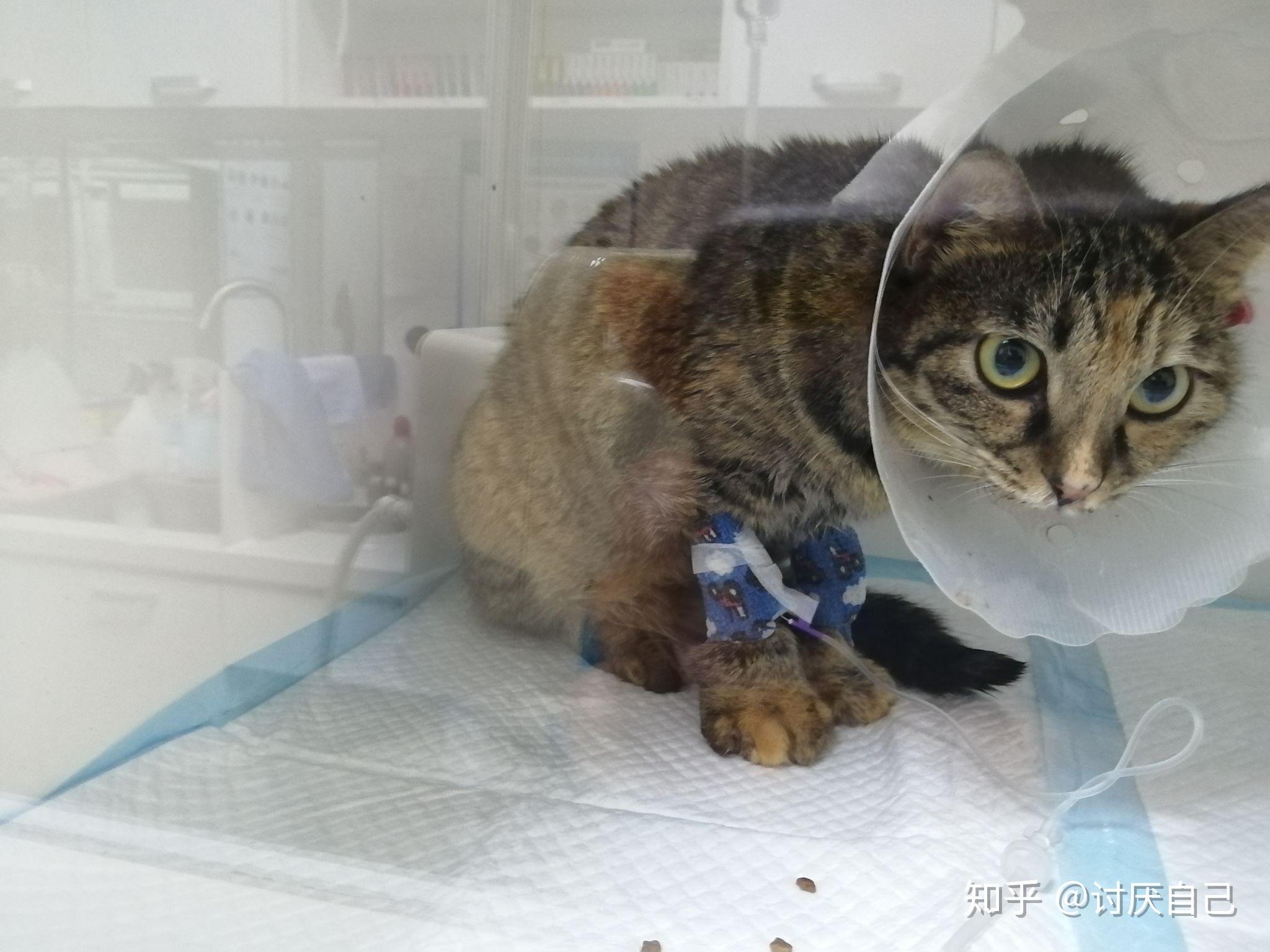 分享一下这段治疗猫咪的旅程肚子异物猫瘟急性肾衰竭