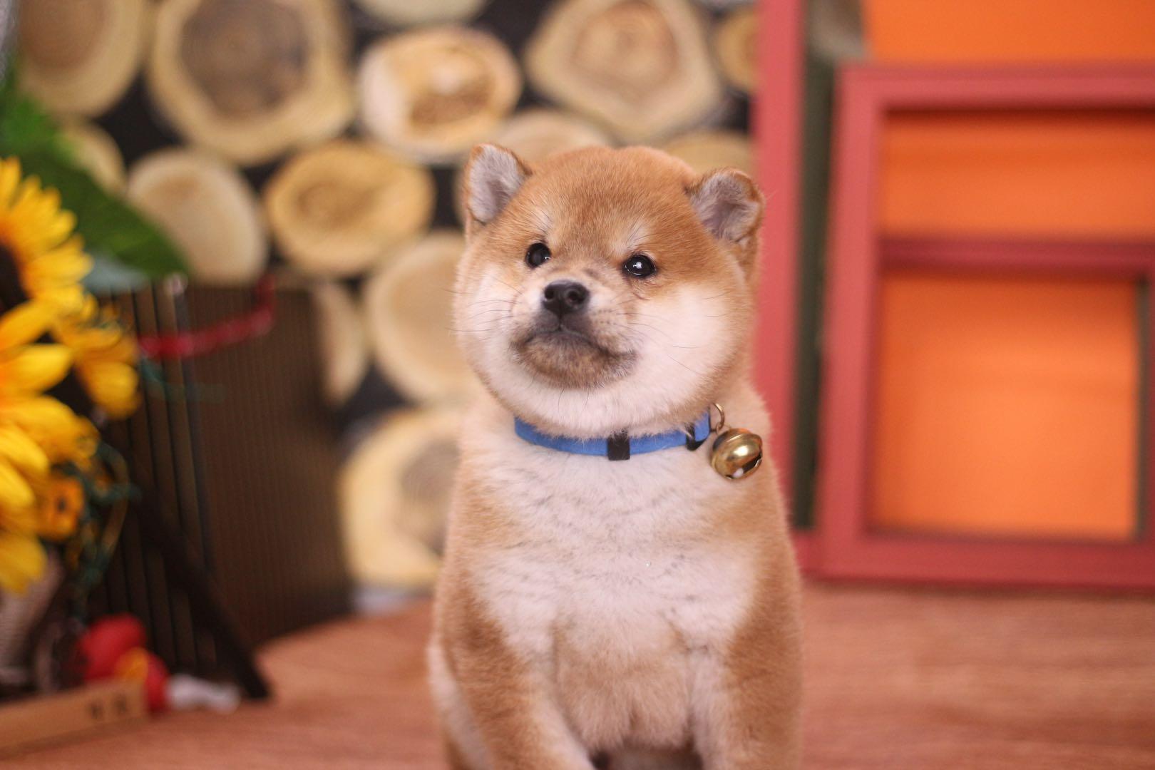 网红柴犬是怎么挑的一挑一个准儿