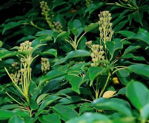 濒危的保护植物昆栏树