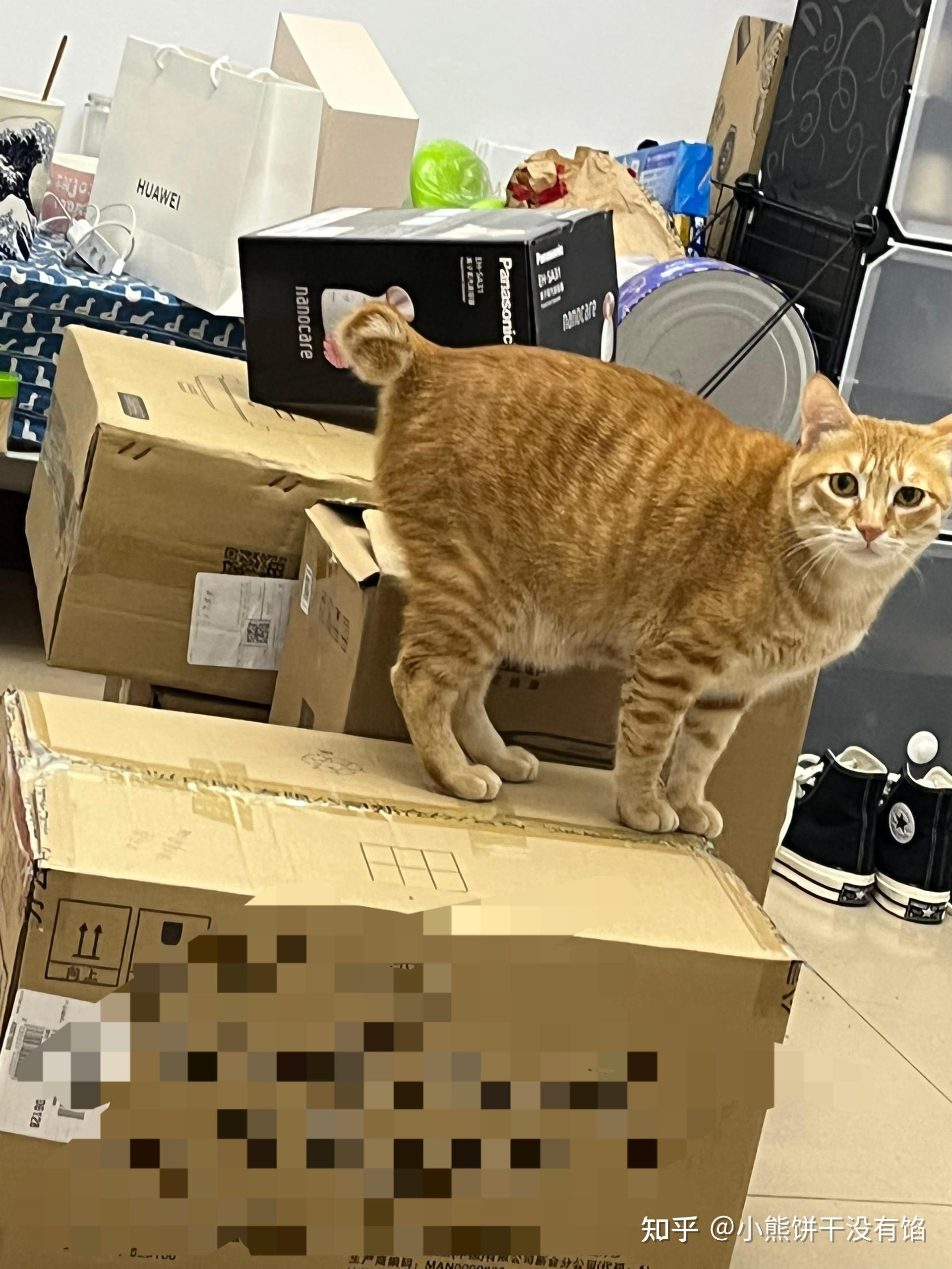 麒麟猫出现的概率大吗