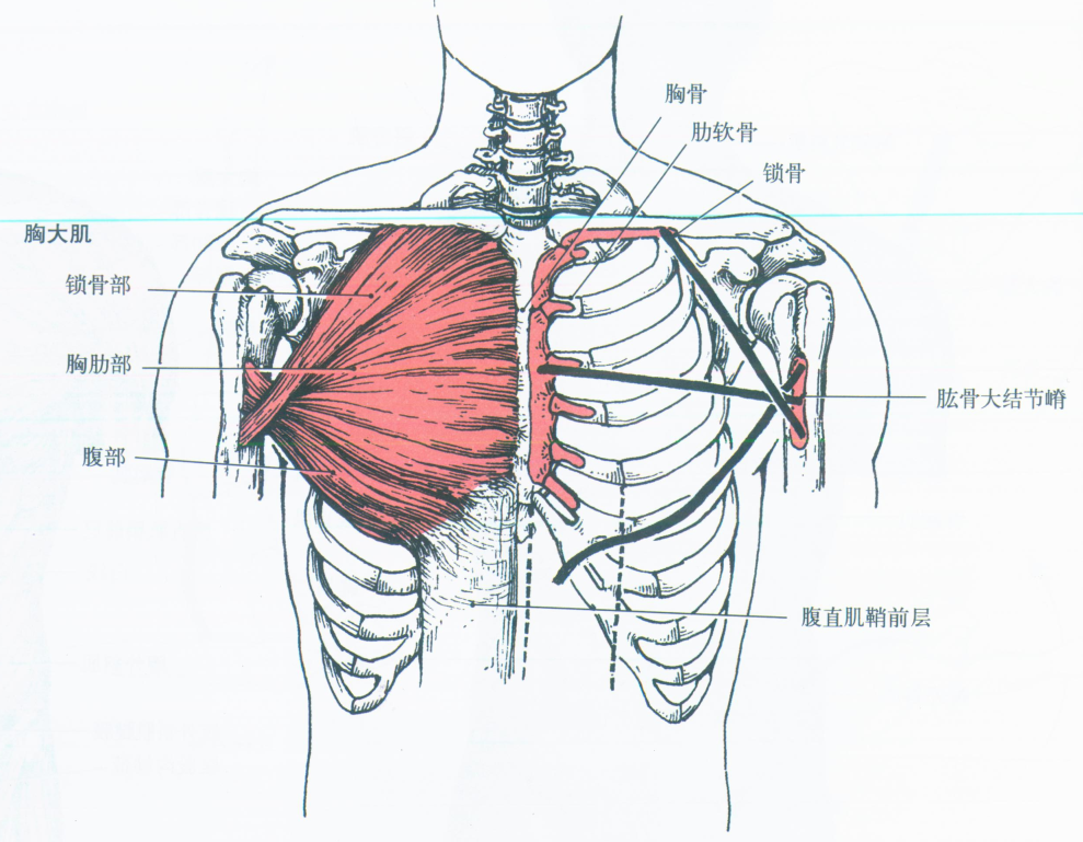 1,胸大肌(pectoralis major)