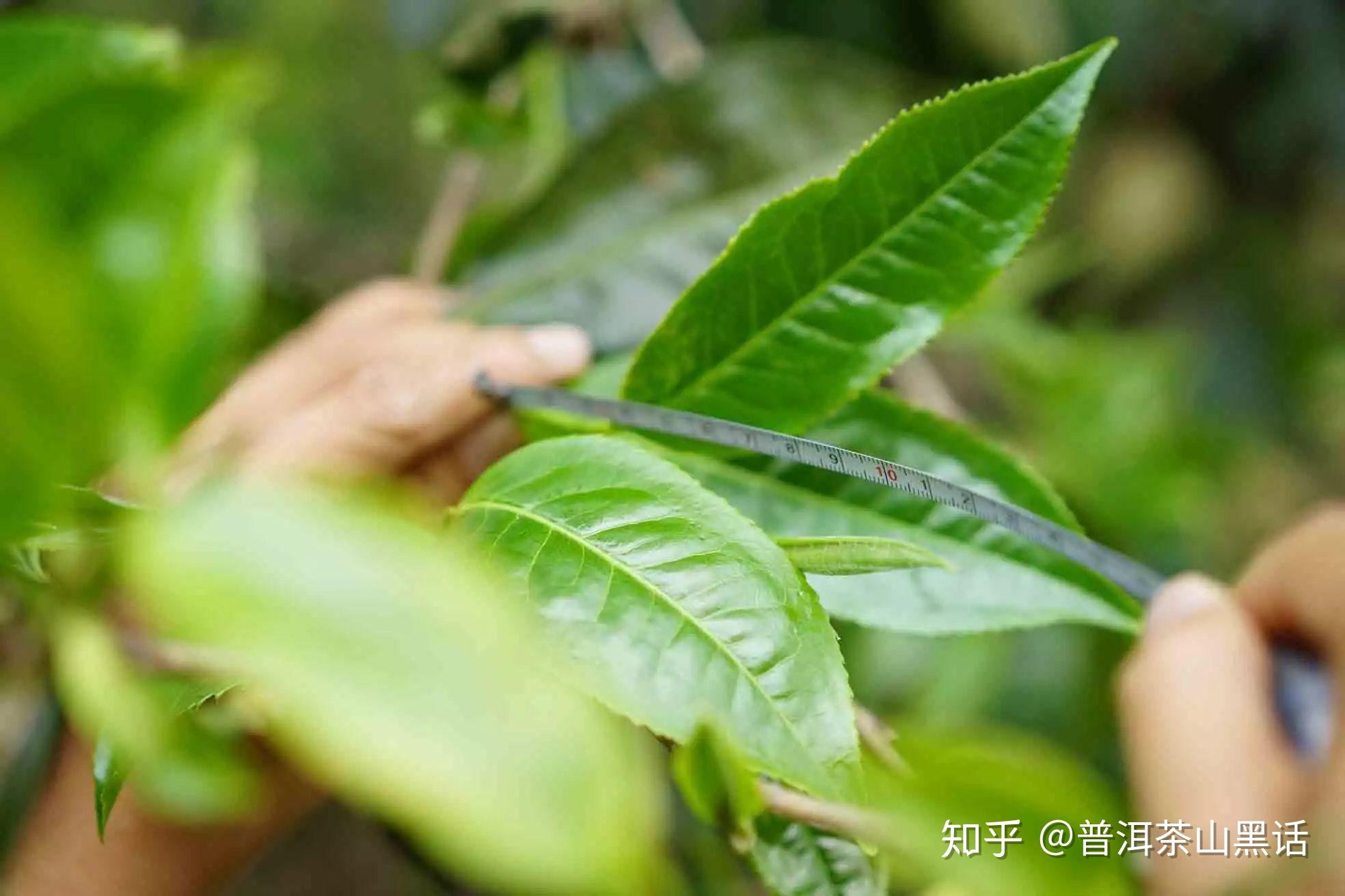 这些知识资深茶友不可能不知道! | 干货教室 - 知乎