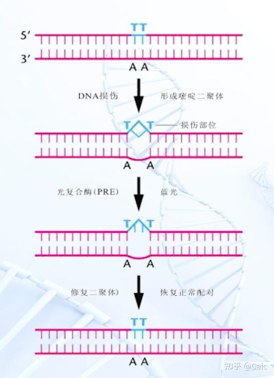 遗传学_5 基因突变的概念与意义 - 知乎