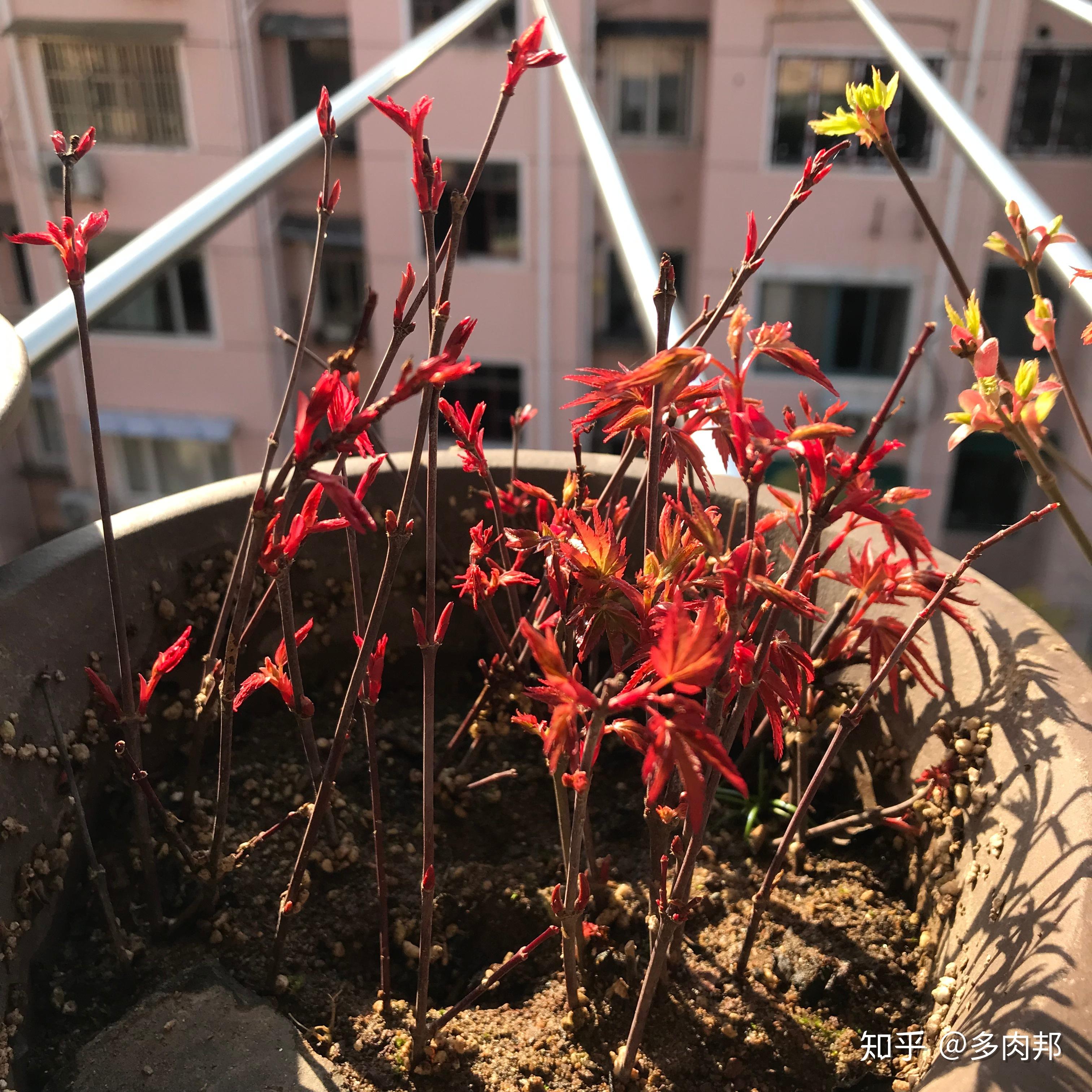 每日一花 | 红枫 - 知乎