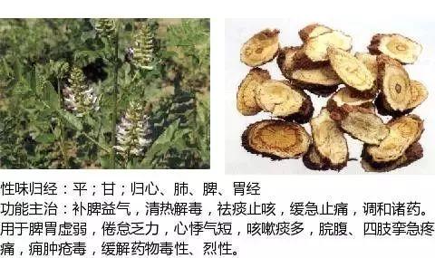 500余种中草药图  第380张