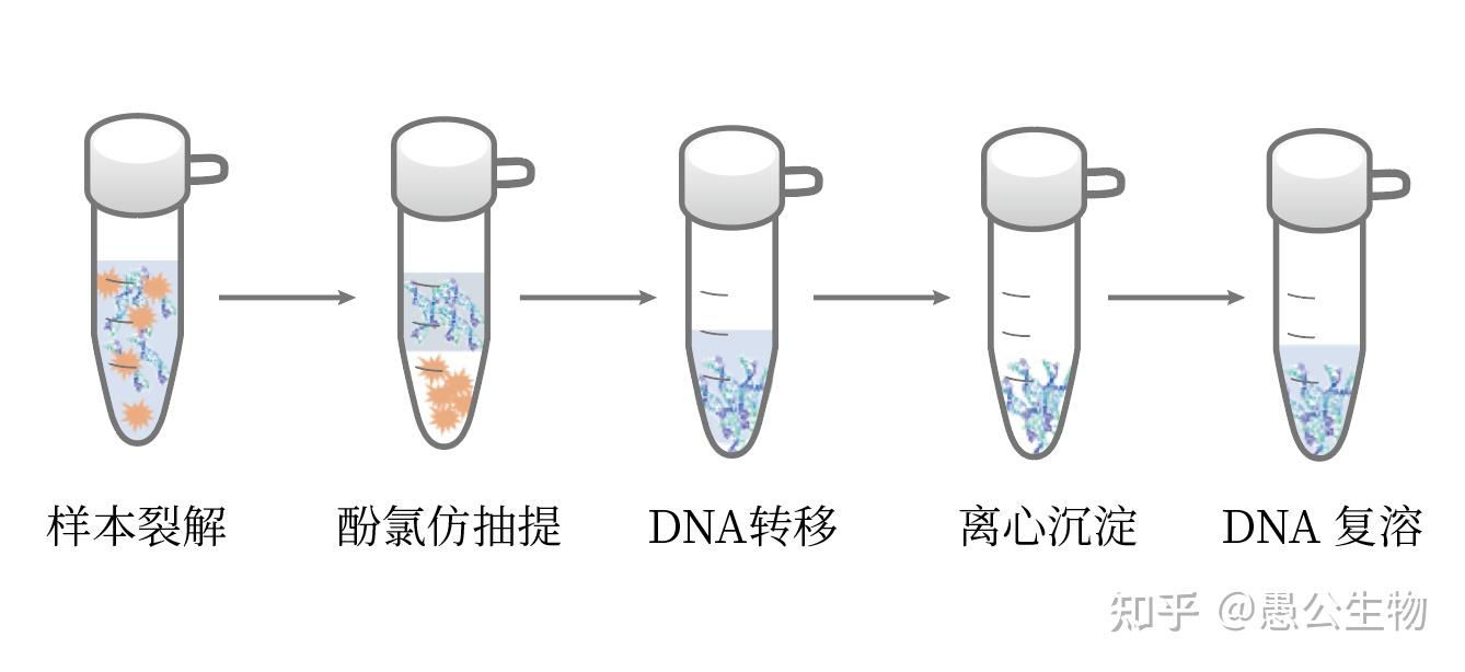 酚/氯仿抽提DNA原理与步骤 - 知乎