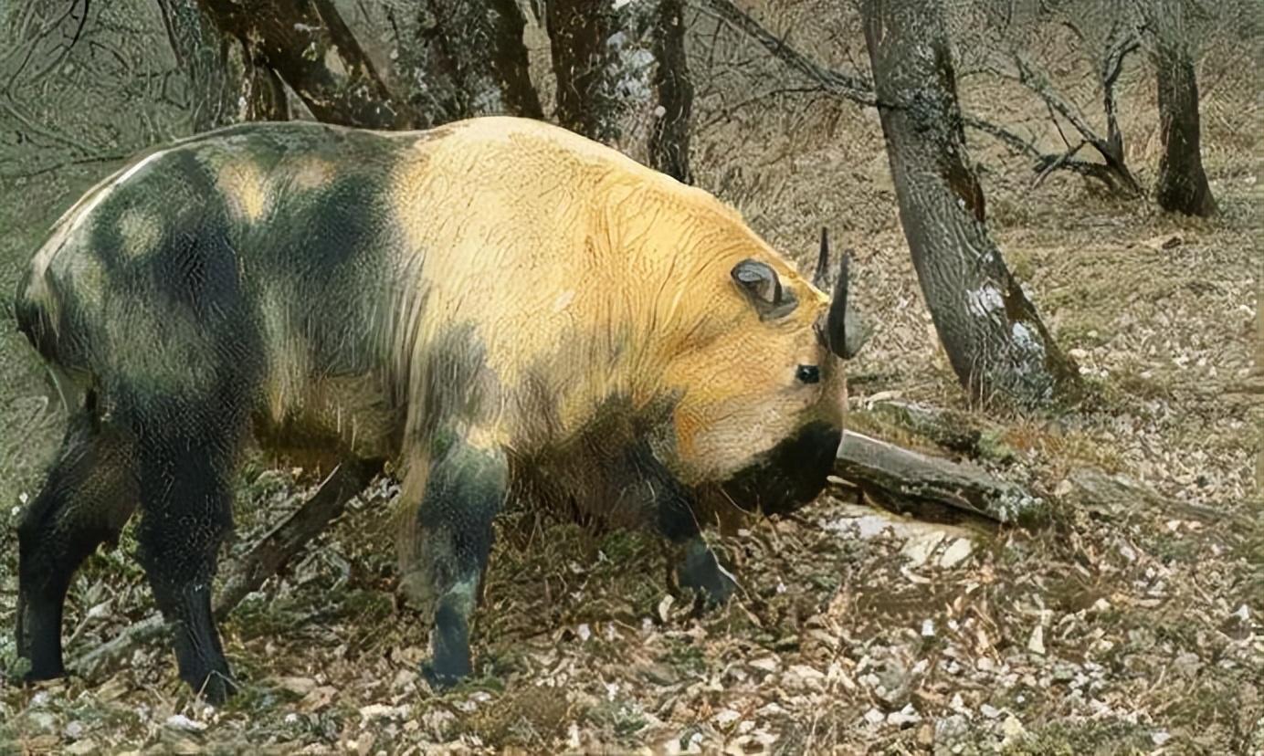 羚牛对大熊猫的负面影响