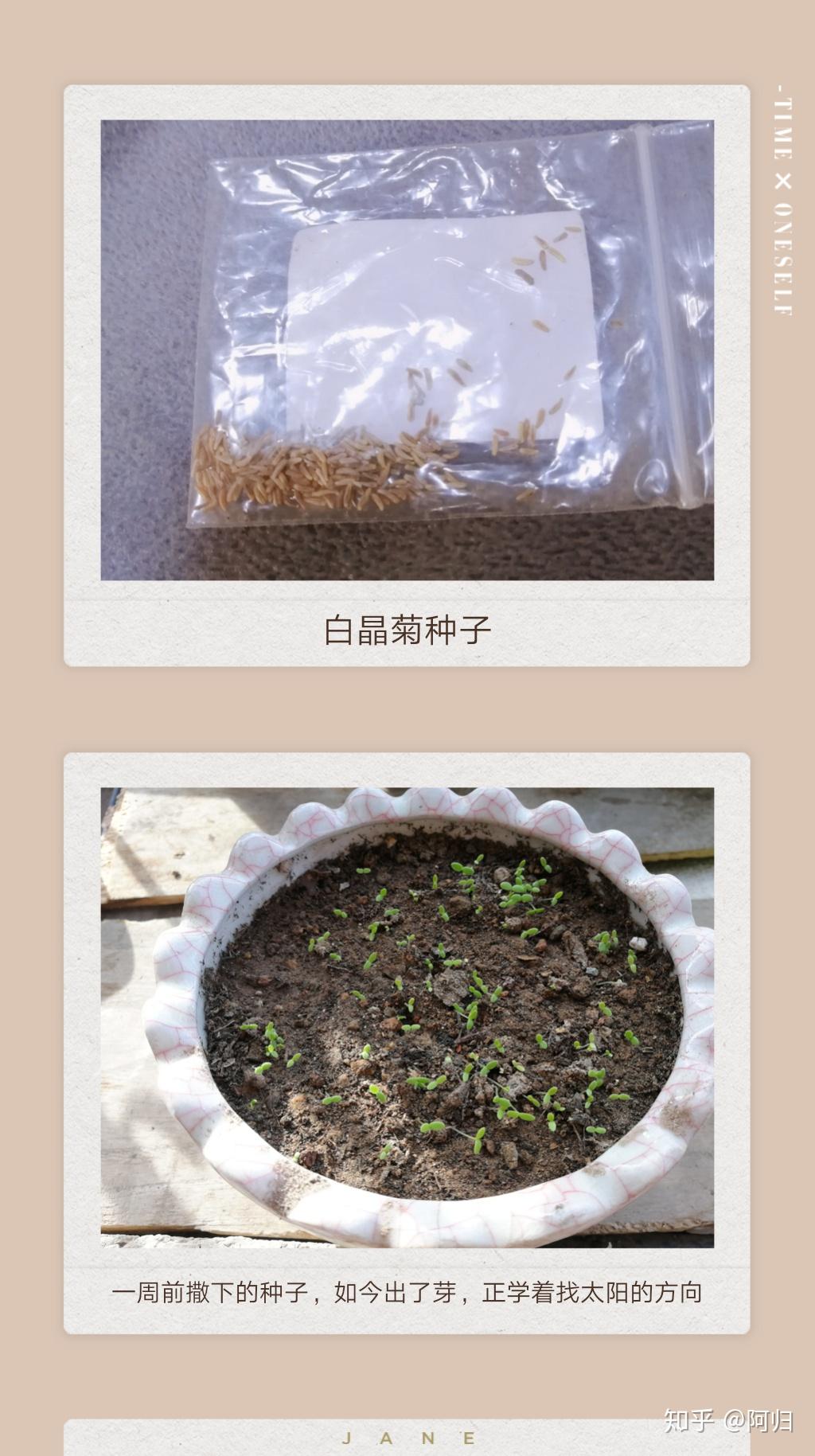 这个冬季的花儿已到位