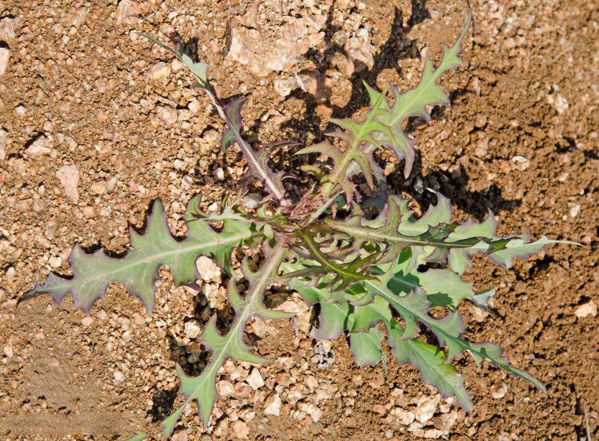 若长在您家旁边请答应我摘叶别挖根山莴苣真的好珍贵