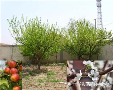 景观人植物理论系列 北方园林绿化常用乔木总述 知乎