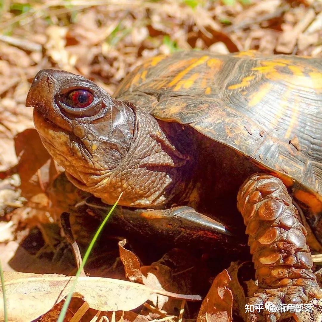 乌龟怎么睡觉最简单 v2-dc1669c1e5eaab7fe3f1add82bdfb6c6_r.jpg