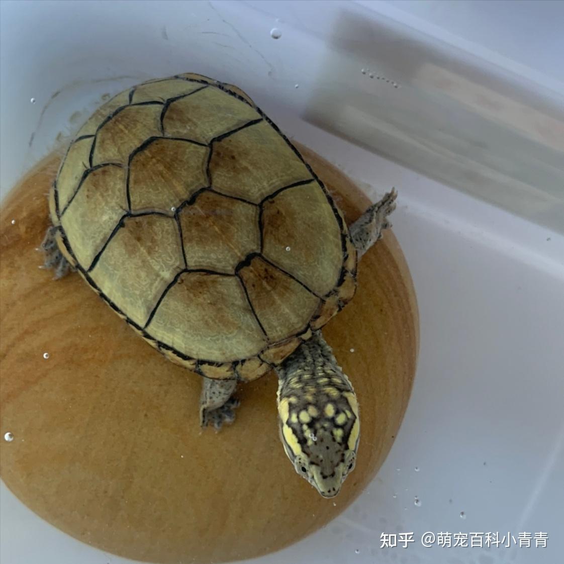 常见宠物龟有哪些？最常见的10种宠物龟，快来看看有你的乌龟吗！ - 知乎